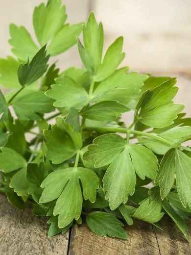 Livèche, Herbe à Maggi (Levisticum officinale) Graines