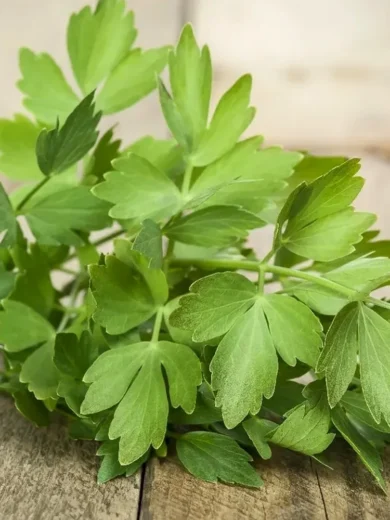 Livèche, Herbe à Maggi (Levisticum officinale) Graines
