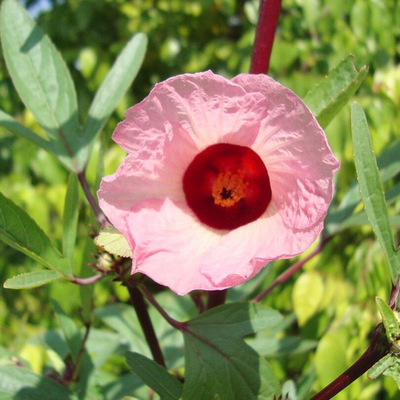 Hibiscus sabdariffa (Roselle, Bissap, Karkadé) Graines – Image 2