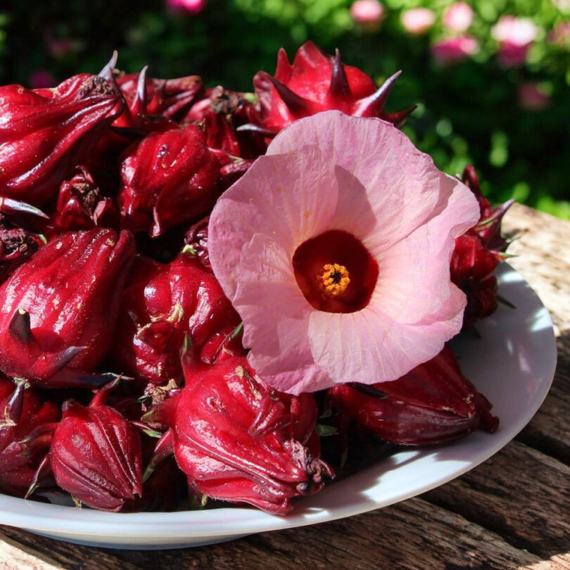 Hibiscus sabdariffa (Roselle, Bissap, Karkadé) Graines