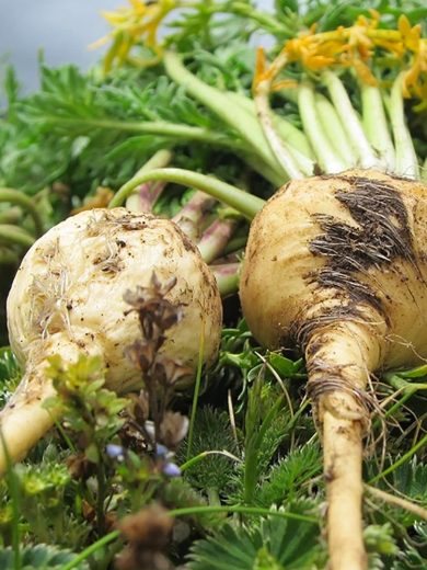 Maca du Pérou (Lepidium meyenii) Graines