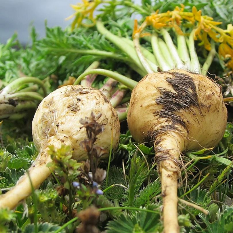 Maca du Pérou (Lepidium meyenii) Graines