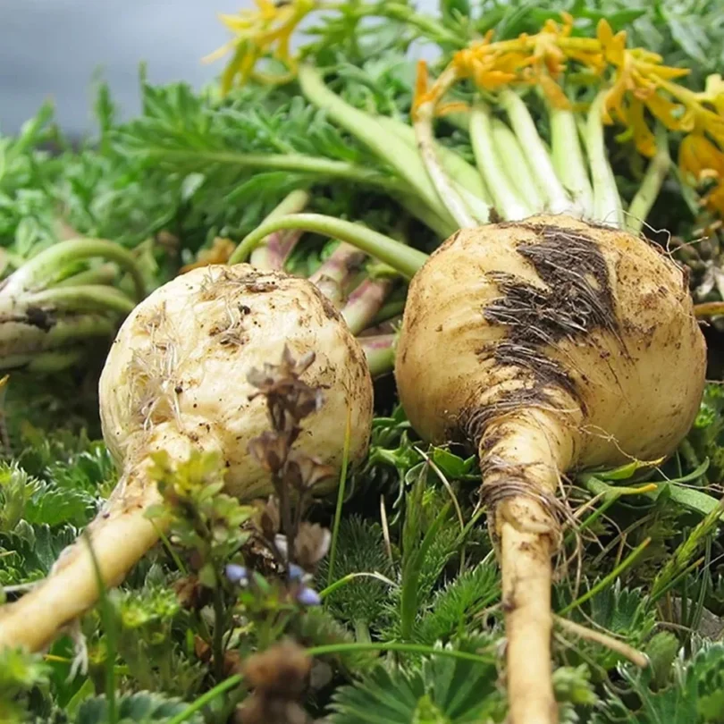 Maca du Pérou (Lepidium meyenii) Graines