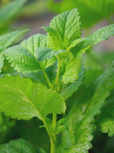Mélisse (Melissa officinalis) Graines