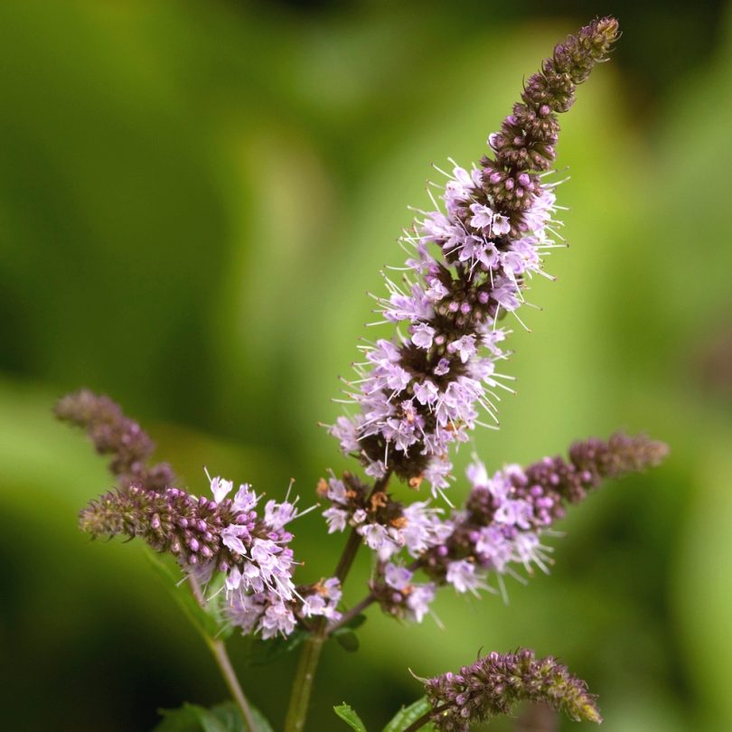 Menthe Poivrée (Mentha piperita) Graines – Image 2