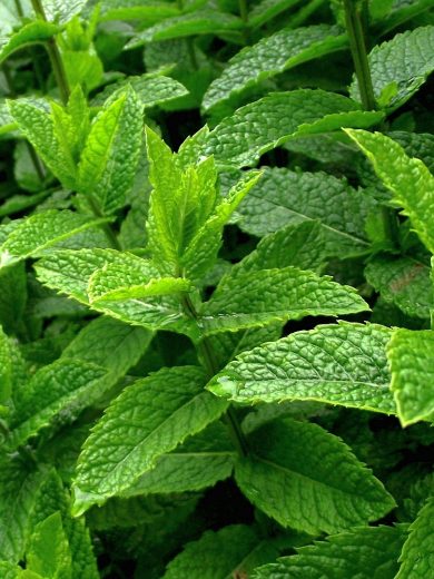 Menthe Poivrée (Mentha piperita) Graines