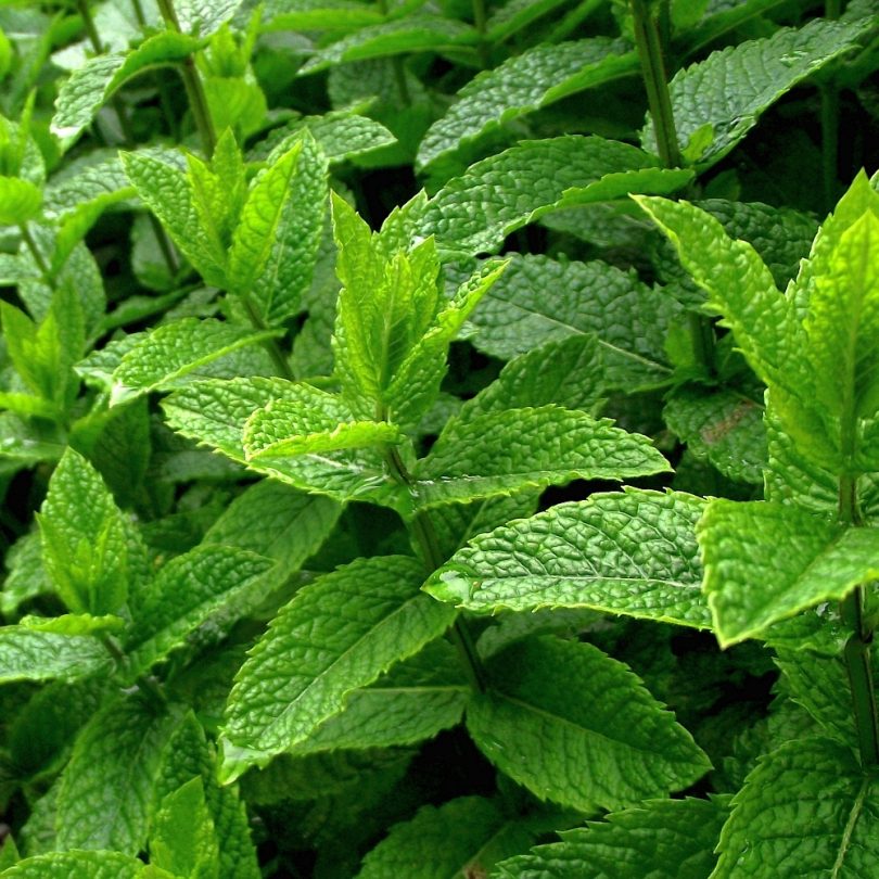Menthe Poivrée (Mentha piperita) Graines