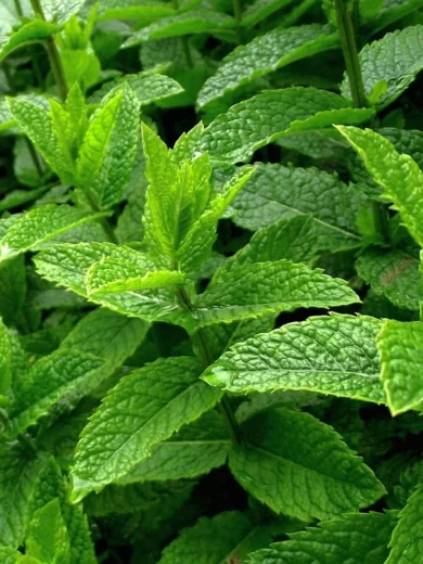 Menthe Poivrée (Mentha piperita) Graines