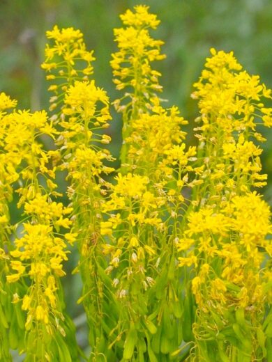 Pastel des teinturiers (Isatis tinctoria) Graines