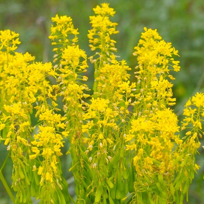 Pastel des teinturiers (Isatis tinctoria) Graines
