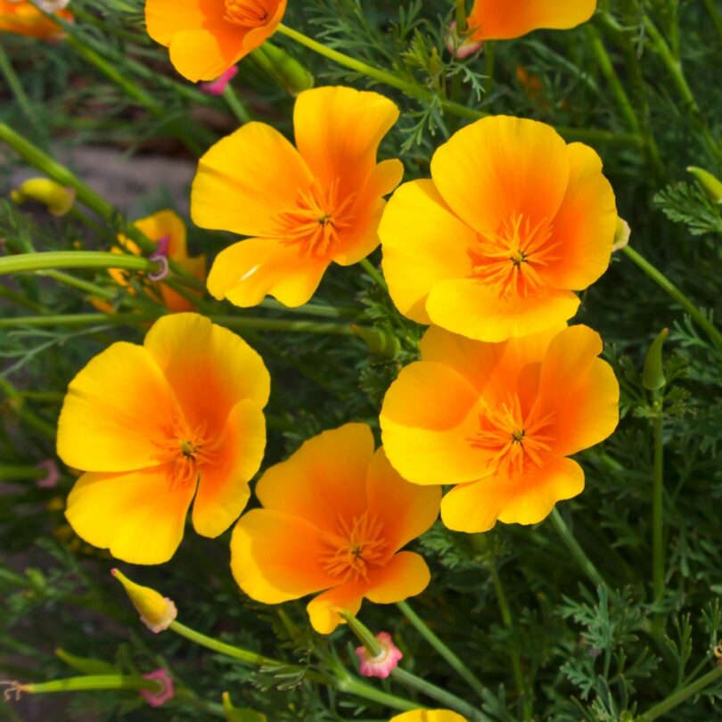Pavot de Californie (Eschscholzia californica) Graines – Image 2