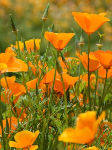 Pavot de Californie (Eschscholzia californica) Graines