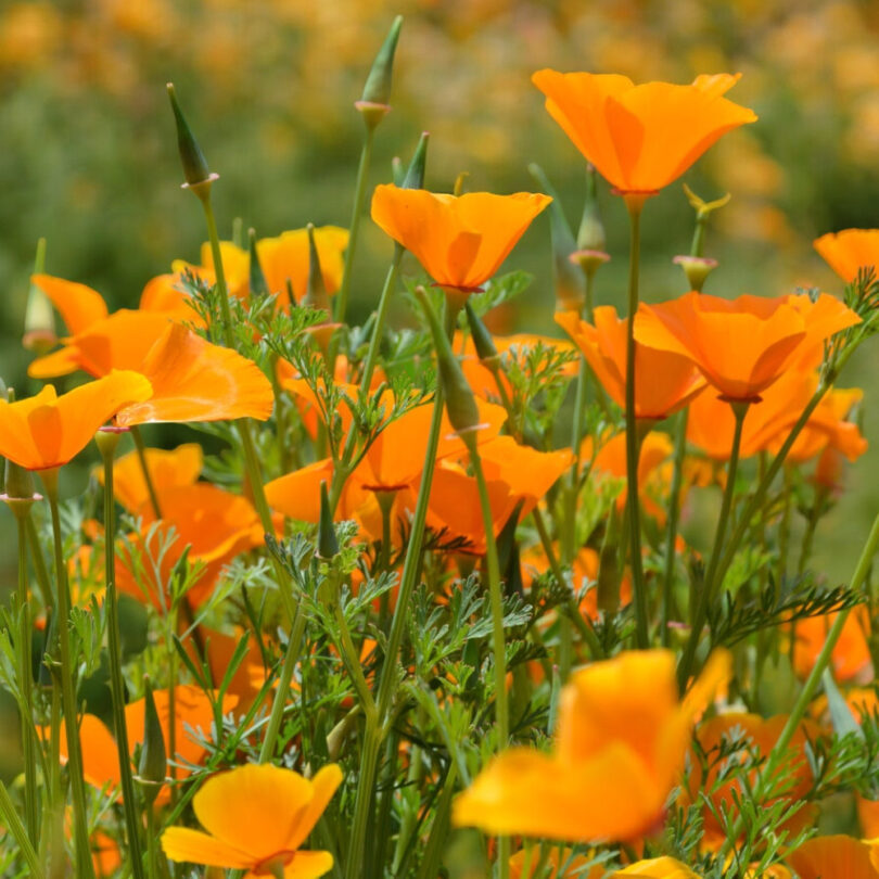 Pavot de Californie (Eschscholzia californica) Graines