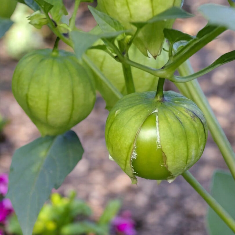 Physalis 'Toma Verde' (Physalis ixocarpa) Graines – Image 3