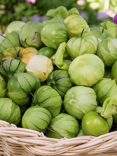 Physalis 'Toma Verde' (Physalis ixocarpa) Graines