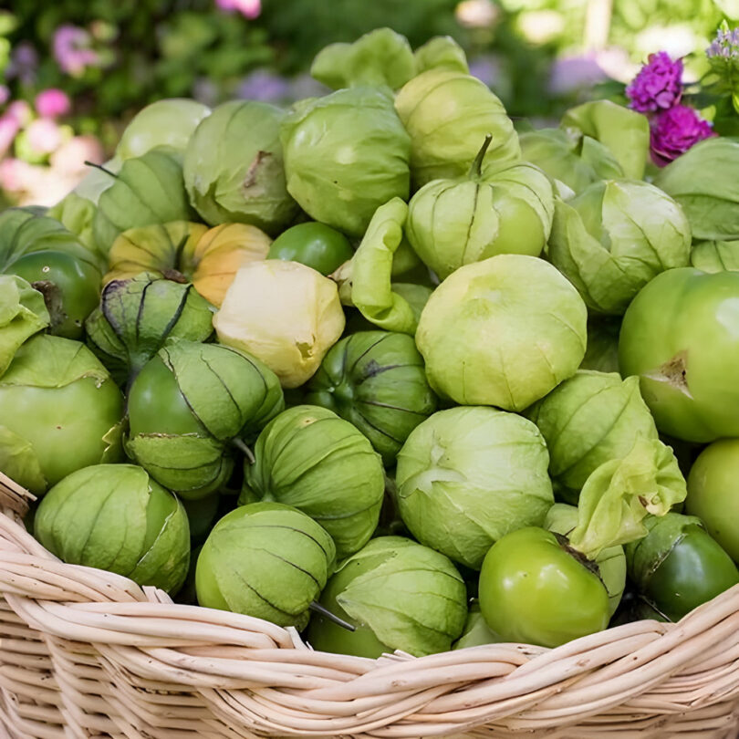 Physalis 'Toma Verde' (Physalis ixocarpa) Graines