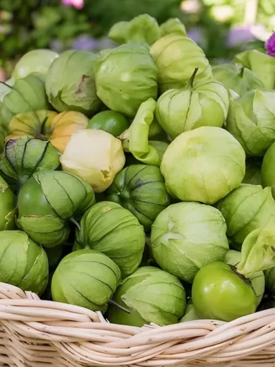 Physalis 'Toma Verde' (Physalis ixocarpa) Graines