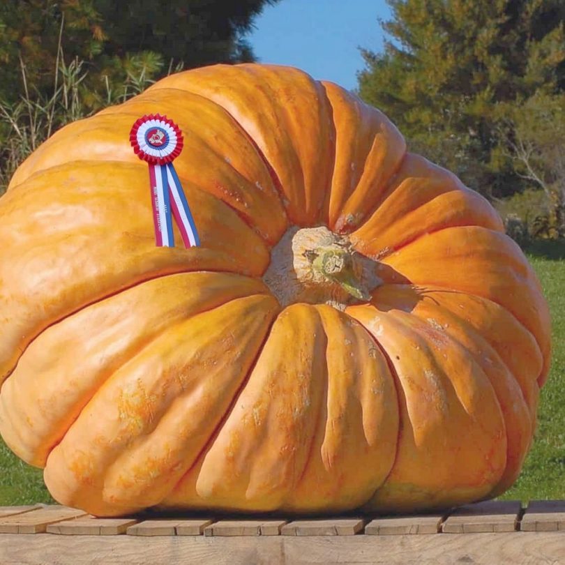 Potiron Géant 'Atlantic Giant' (Variété de concours) Graines