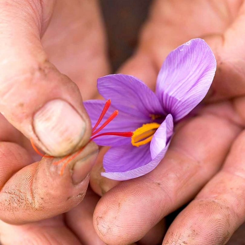 Crocus à Safran (Crocus sativus) Bulbes BIO - Calibre 7-8 – Image 2