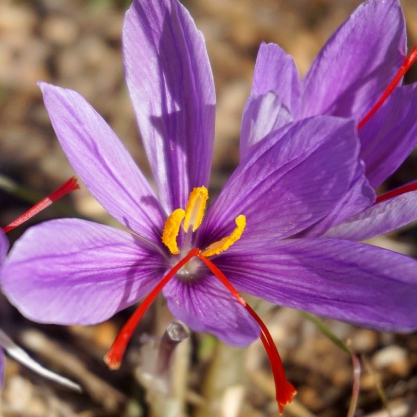 Crocus à Safran (Crocus sativus) Bulbes BIO - Calibre 7-8
