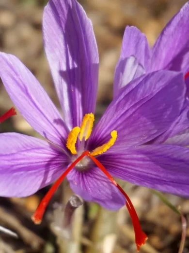 Crocus à Safran (Crocus sativus) Bulbes BIO - Calibre 7-8