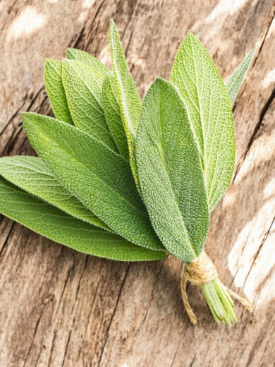Sauge officinale (Salvia officinalis) Graines
