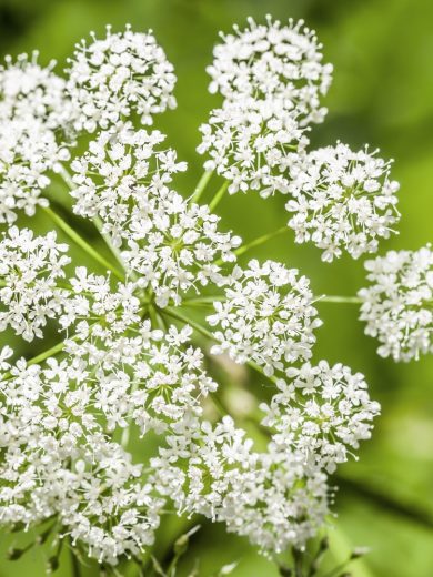 Anis (Pimpinella anisum) Graines