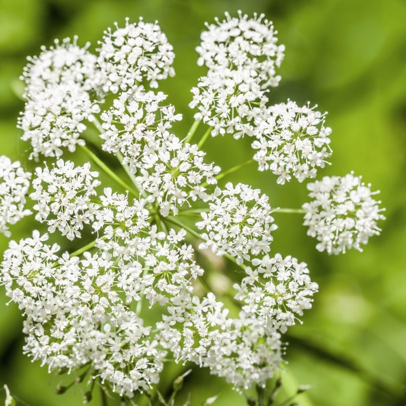 Anis (Pimpinella anisum) Graines