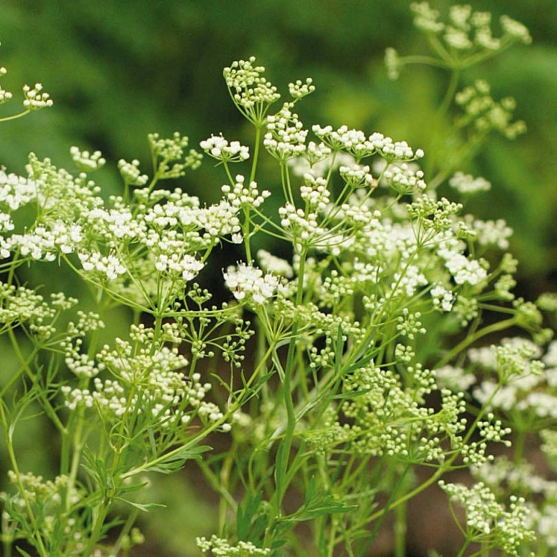 Anis (Pimpinella anisum) Graines – Image 2