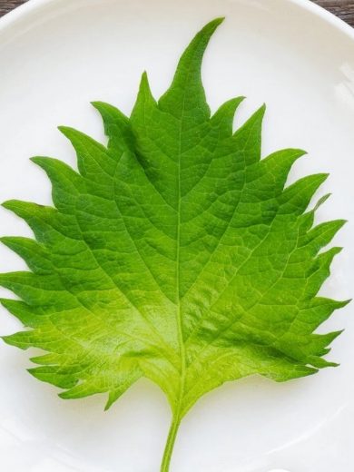 Shiso Vert du Japon (Perilla frutescens) Graines