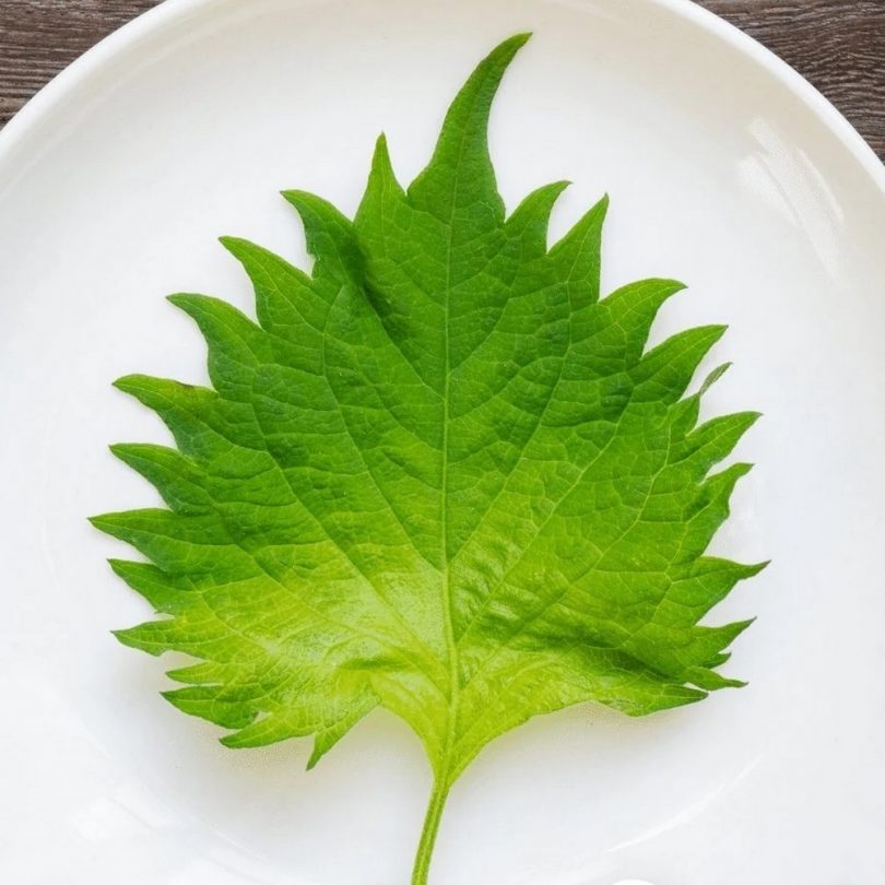 Shiso Vert du Japon (Perilla frutescens) Graines