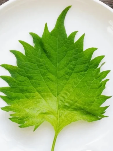 Shiso Vert du Japon (Perilla frutescens) Graines