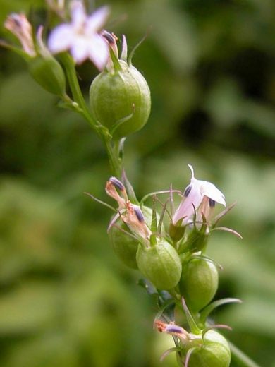 Tabac Indien (Lobelia inflata) Graines