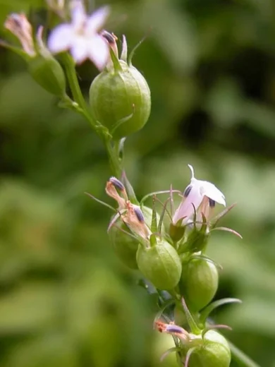 Tabac Indien (Lobelia inflata) Graines