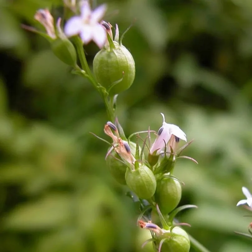 Tabac Indien (Lobelia inflata) Graines