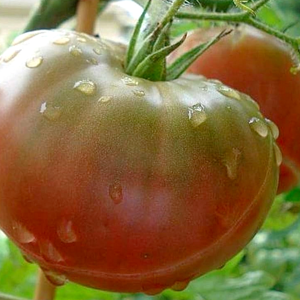 GRAINES de Tomate Noire de Crimée + Conseils - Monde Végétal