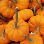 Courge 'Jack Be Little' (Mini-Citrouille) Graines