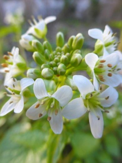 Wasabi Japonais (Wasabia japonica) Plant – Image 3