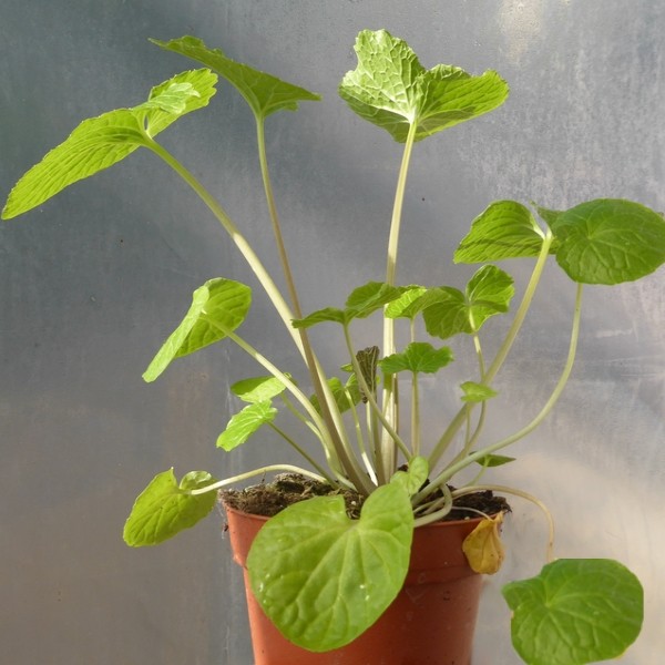 Wasabi Japonais (Wasabia japonica) Plant - Alsagarden