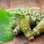 Wasabi Japonais (Wasabia japonica) Plant