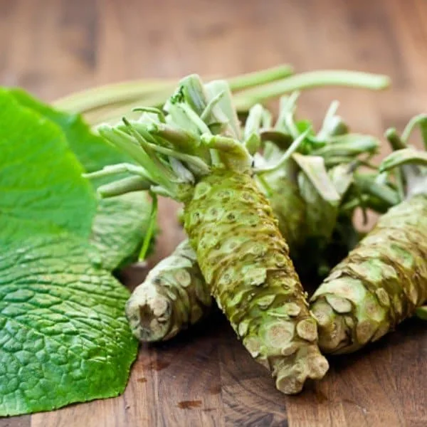 Wasabi Japonais (Wasabia japonica) Plant
