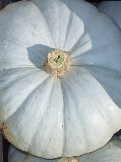 Potiron 'Bleu de Hongrie' (Variété ancienne) Graines