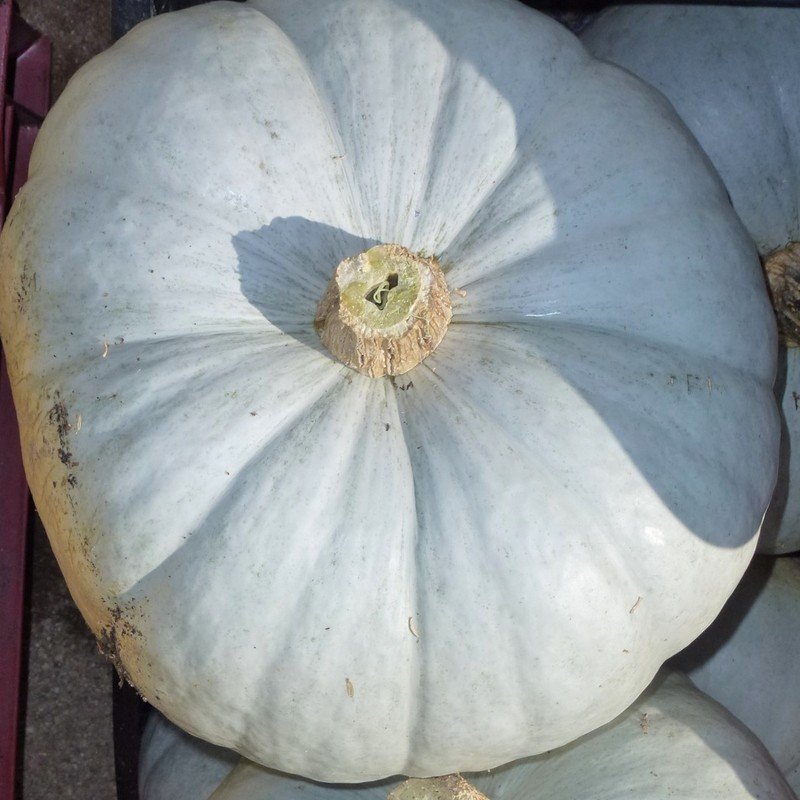 Poivrons Rond de Hongrie : Une variété ancienne délicieuse