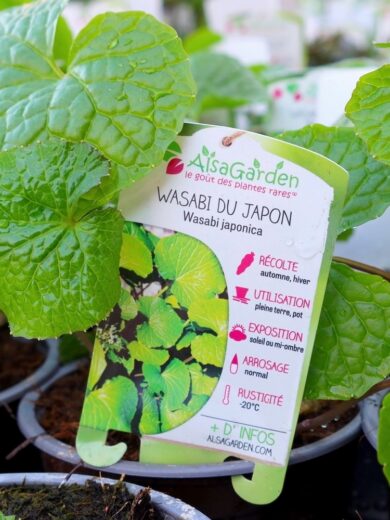 Wasabi Japonais (Wasabia japonica) Plant – Image 2