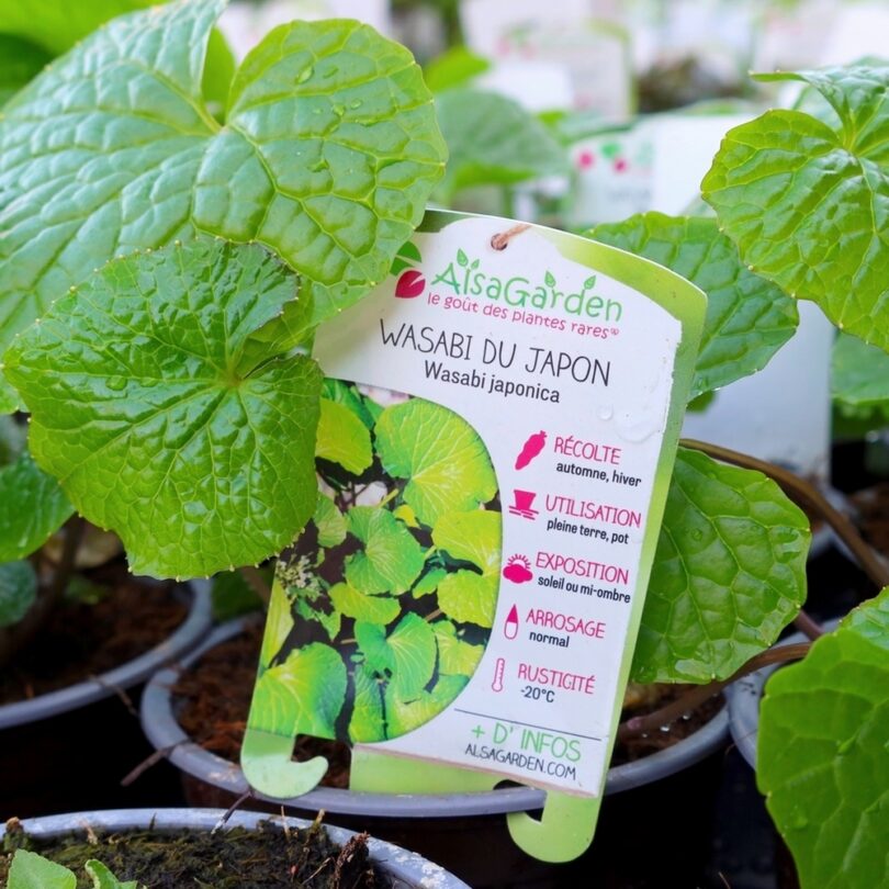Wasabi Japonais (Wasabia japonica) Plant – Image 2