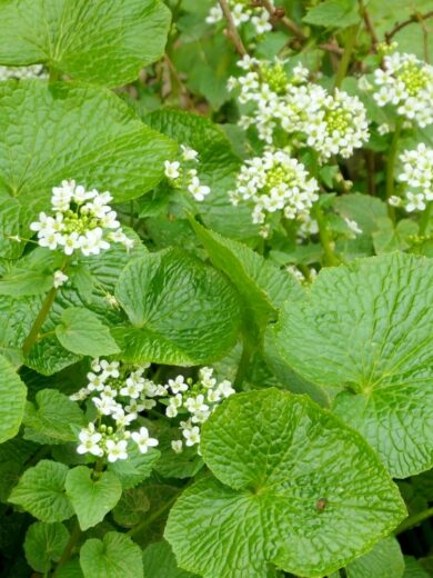 Wasabi Japonais (Wasabia japonica) Plant – Image 4