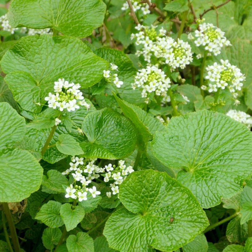 Wasabi Japonais (Wasabia japonica) Plant – Image 4