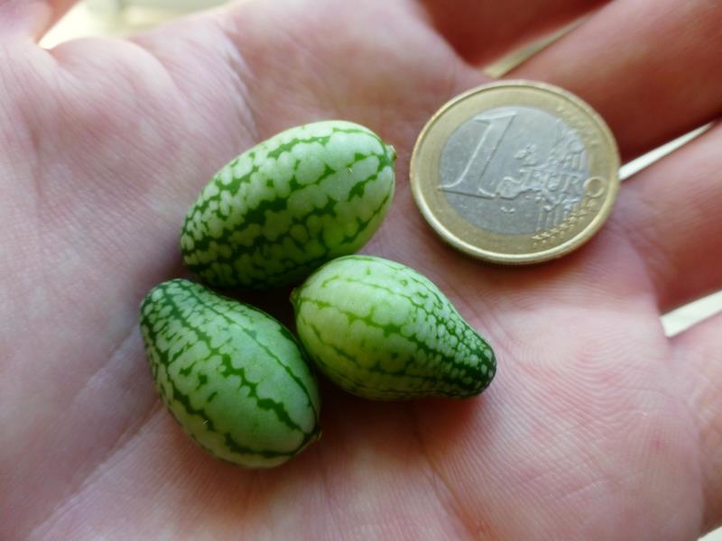 Un concombre + une pastèque = le cucamelon, le légume le plus mignon de  l'été