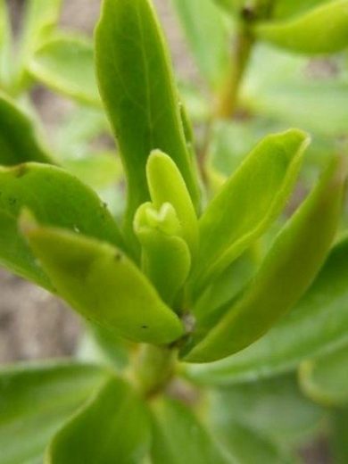 Peperomia congona (Poivre-Cannelle, Plante rare) Plant