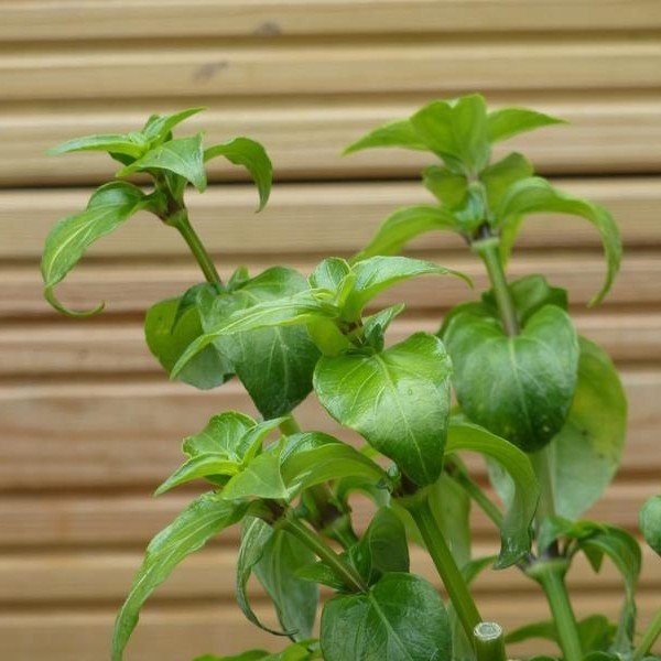 Rungia klossii (Plante Champignon) Plant